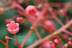 Brachychiton acerifolius
